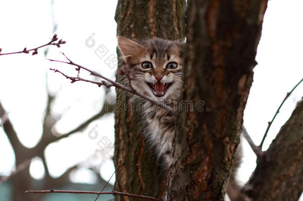 一只受惊吓的<strong>漂亮</strong>小猫在<strong>树上</strong>喵喵叫