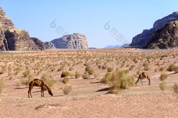 在约旦瓦迪朗姆<strong>沙漠里</strong>吃草<strong>的</strong>骆驼