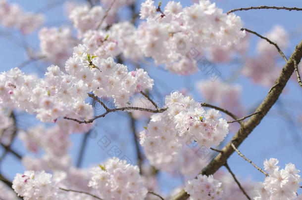 粉红色野生喜马拉雅樱花枝，樱花树
