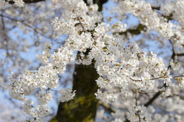 白色野生喜马拉雅<strong>樱花枝</strong>，<strong>樱</strong>花树