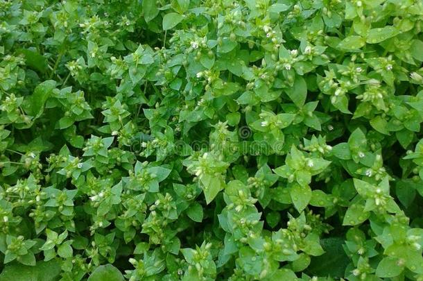 新鲜的野生植物