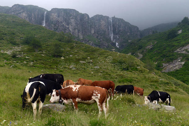 在牧场上吃草的奶牛