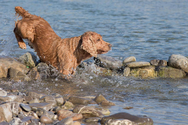 小狗可卡犬在水里玩耍