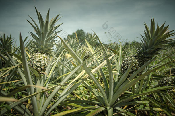 摘要农业的农业背景植物学的