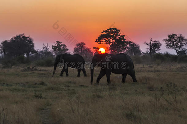 在博茨瓦纳，一对非洲大象在夕阳下剪影