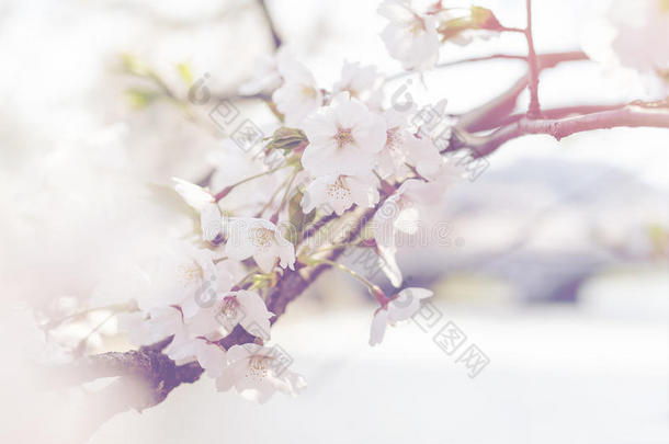 喜马拉雅山野生樱花、樱花<strong>古树</strong>的抽象色彩