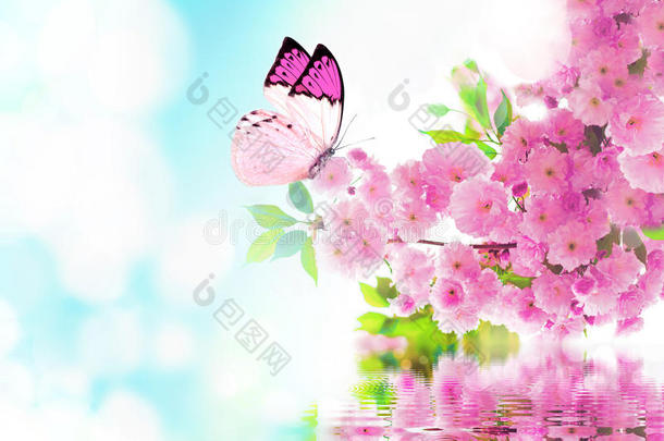 樱花和蝴蝶
