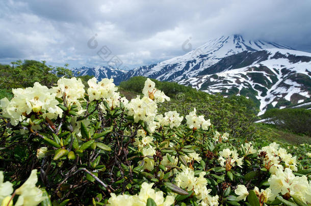阿尔卑斯山美丽的开花云凉爽的