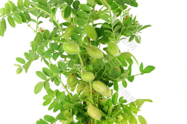 绿色幼鹰嘴豆荚，纯白色背景上有植物