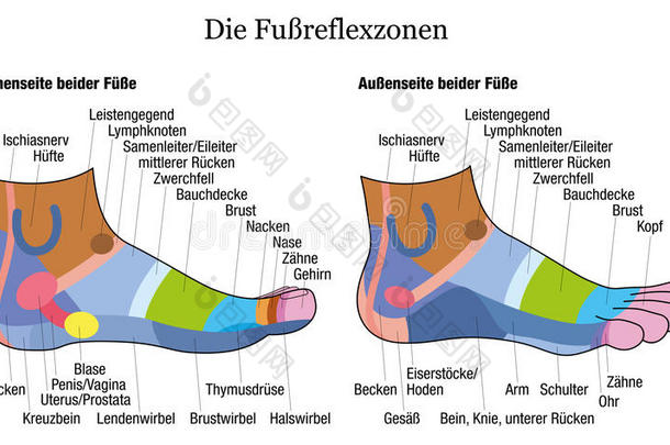 足部反射学侧轮廓踝视德国