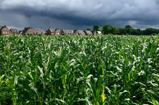暴风雨来了玉米田