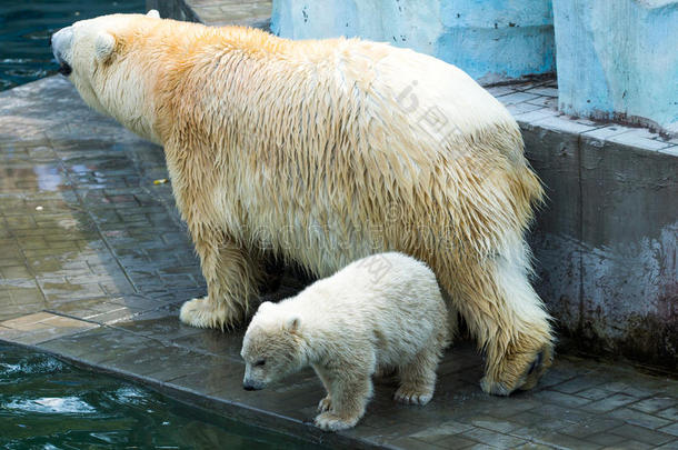 母熊和熊宝宝