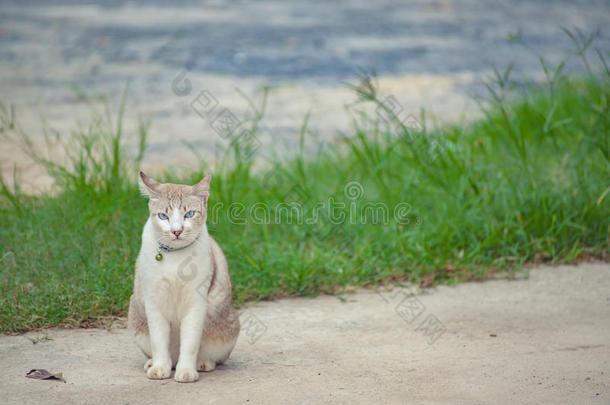 棕白猫