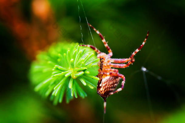 欧洲花园蜘蛛叫十字蜘蛛。 <strong>外来物种</strong>