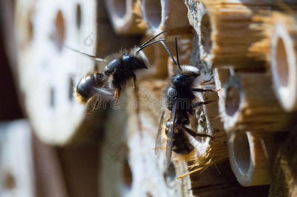 空气动物蜜蜂蜂巢生物学