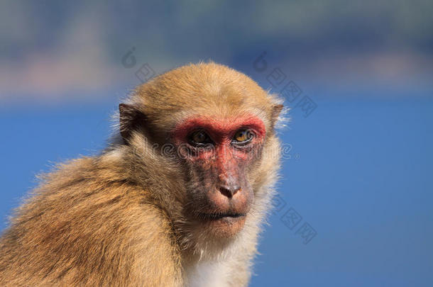 <strong>野地</strong>里的猿猴用眼睛看着镜头