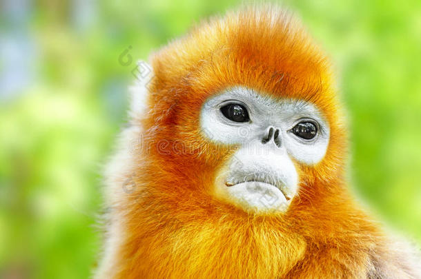 可爱的金色鼻子猴子在他的自然栖息地野生动物