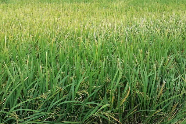 绿色稻田，稻田