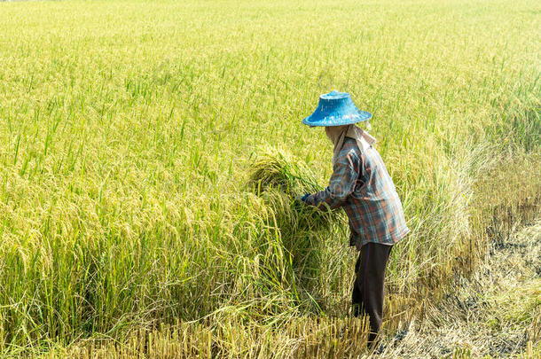 农夫在田里收割成熟的水稻。