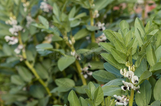 开花的蚕豆植物