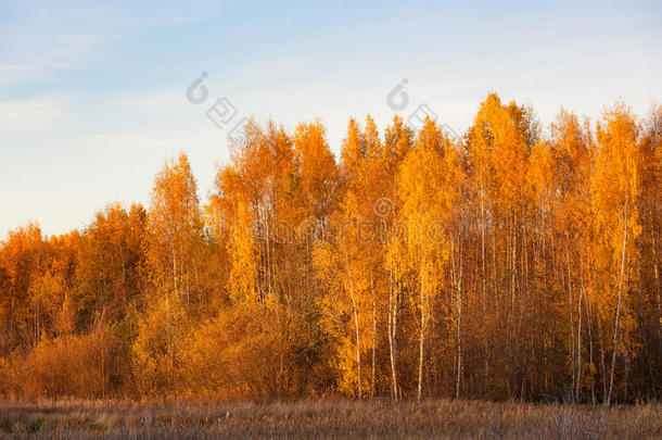 秋天背景棕色的乡村环境