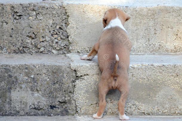 可爱的阿斯塔夫小狗爬<strong>上楼梯</strong>。 成功的概念