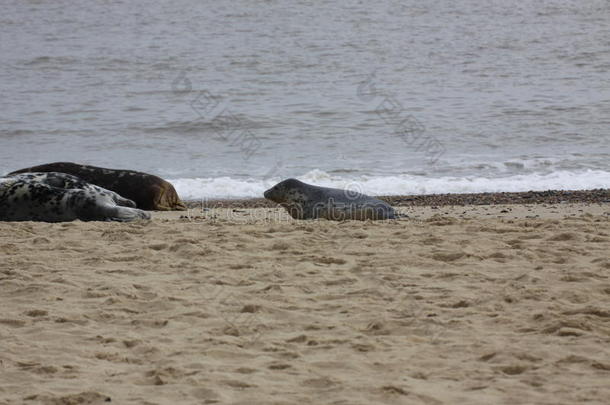 海滩上的海豹