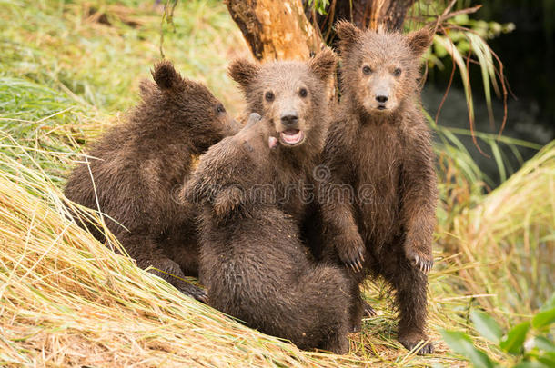 棕色熊幼崽站在三个兄弟姐妹旁边