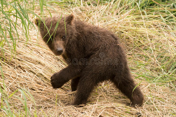 棕色熊幼崽回头看