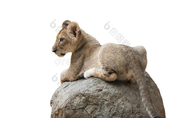 小狮子坐在孤立的岩石上