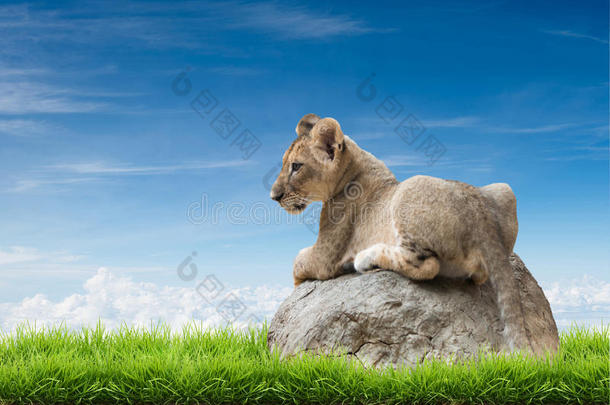 <strong>小狮</strong>子坐在岩石上
