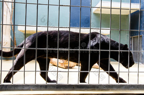 动物园笼子里的一只黑豹