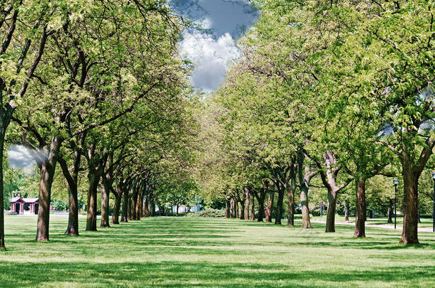 伊利诺伊州惠顿市坎蒂尼，阳光明媚的夏日里，一排双排的树。