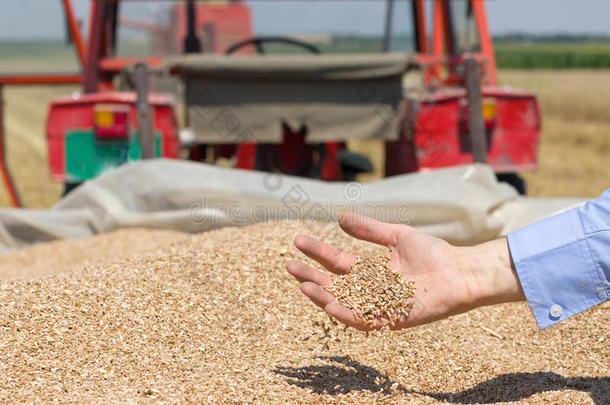 农业综合企业农业的农业大麦商业