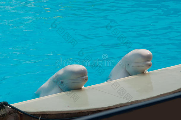动物水族馆水生的白鲸生物学