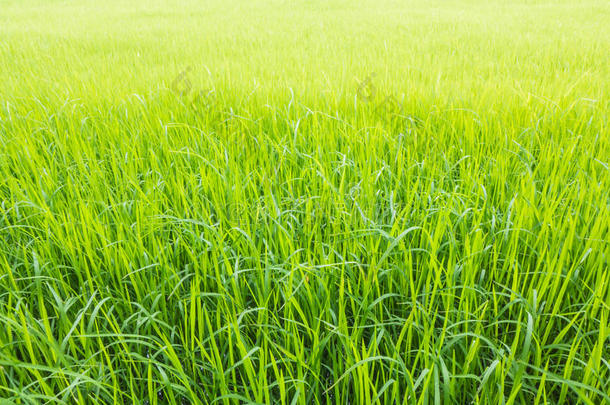 雨季绿色稻田