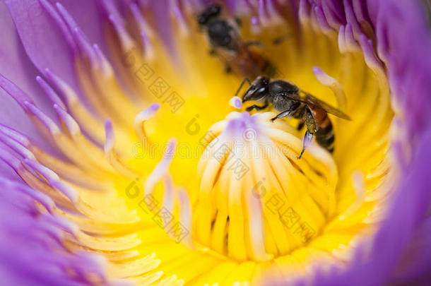 莲花中的蜜蜂