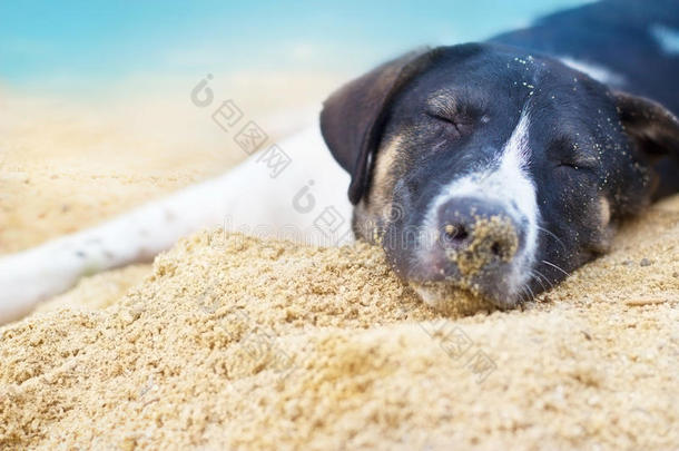 狗放松睡在海边沙滩的夏日