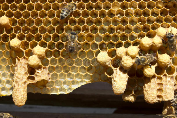 蜜蜂和茧蜂女王蜜蜂