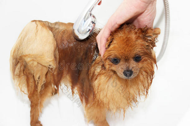 一只波美拉尼亚狗用肥皂和水洗<strong>澡</strong>。 白色背景的狗。 洗<strong>澡</strong>的狗