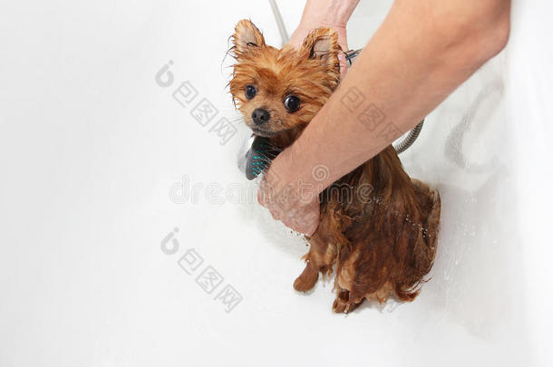 一只波美拉尼亚狗用肥皂和水洗澡。 白色背景的狗。 洗澡的狗