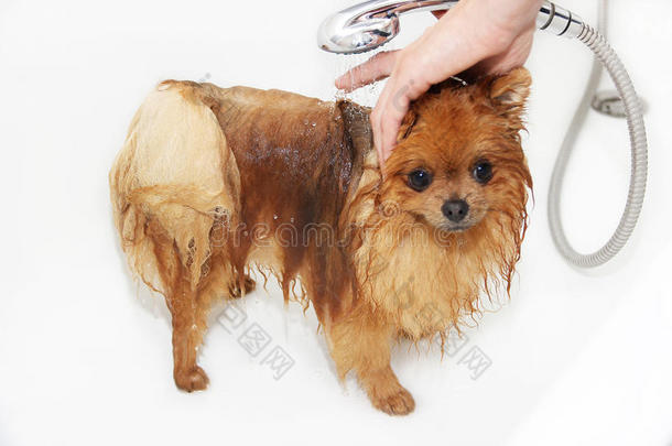 一只波美拉尼亚狗用肥皂和水洗<strong>澡</strong>。 白色背景的狗。 洗<strong>澡</strong>的狗