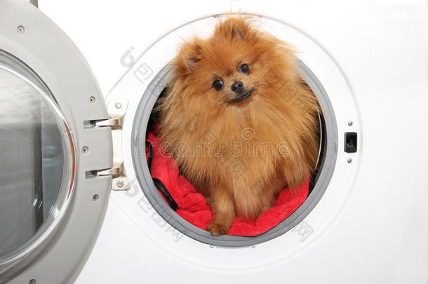 狗坐在洗衣机里。 波美拉尼亚橙色斯皮兹白色背景。 洗衣