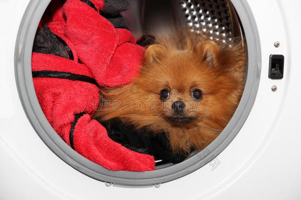 狗坐在洗衣机里。 波美拉尼亚橙色斯皮兹白色背景。 洗衣