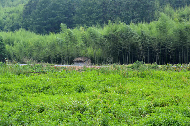 草地和竹林