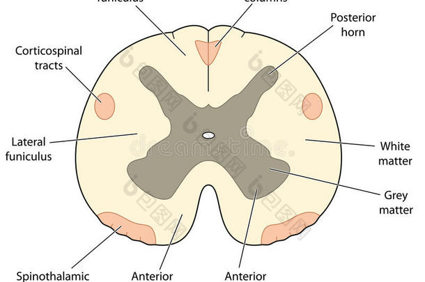 穿过脊髓的横断面
