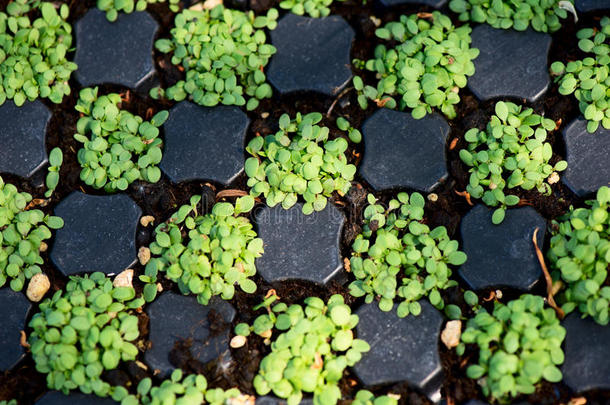 植物学的植物学康乃馨<strong>红花</strong>石竹科