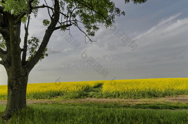 绿色的树在黄色的科尔扎田野上，蓝天