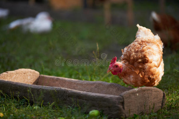 传统自由范围家禽养殖场的鸡肉