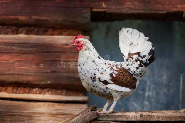 传统自由范围家禽养殖场的鸡肉